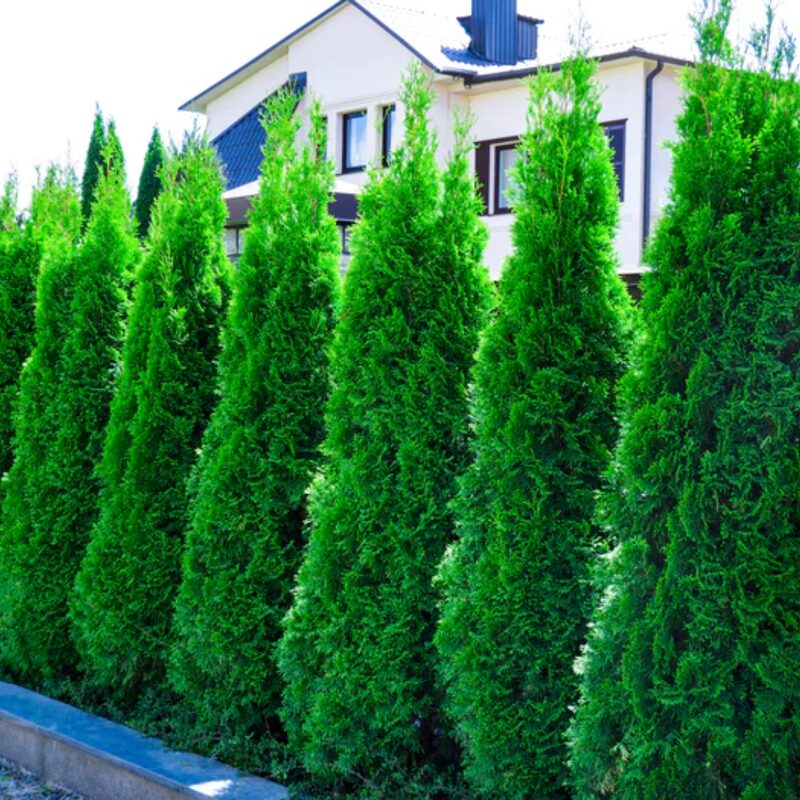 1 Thuja Green Giant Arborvitae Tree Live Plant - 2.5" Pot - 12-18" Tall