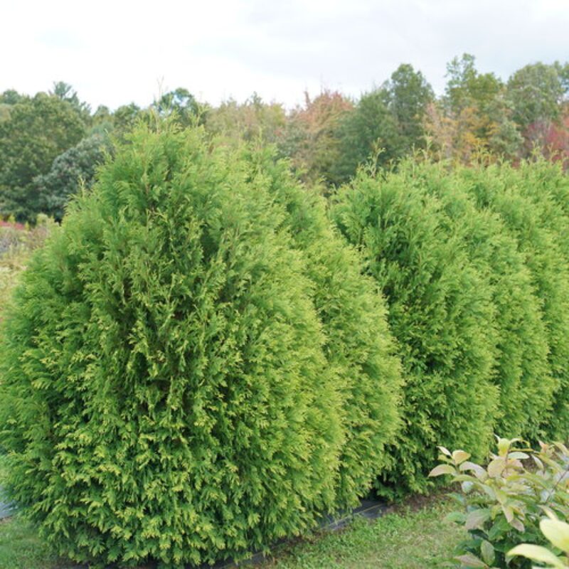 20 Thuja Green Giant Arborvitae Trees Live Plants - 2.5" Pot - 14-18" Tall