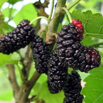 Illinois Everbearing Mulberry Plant 5-8 Inc Tall