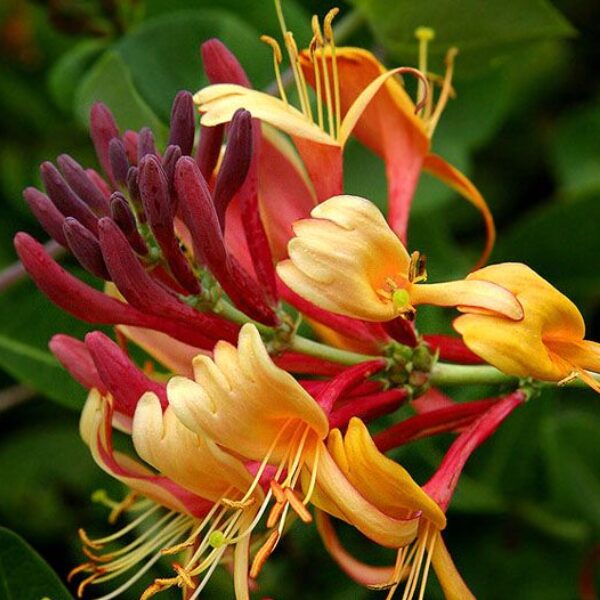 Pack 30 Goldflame Honeysuckle Plants Live Vines - 6-10" in Pot
