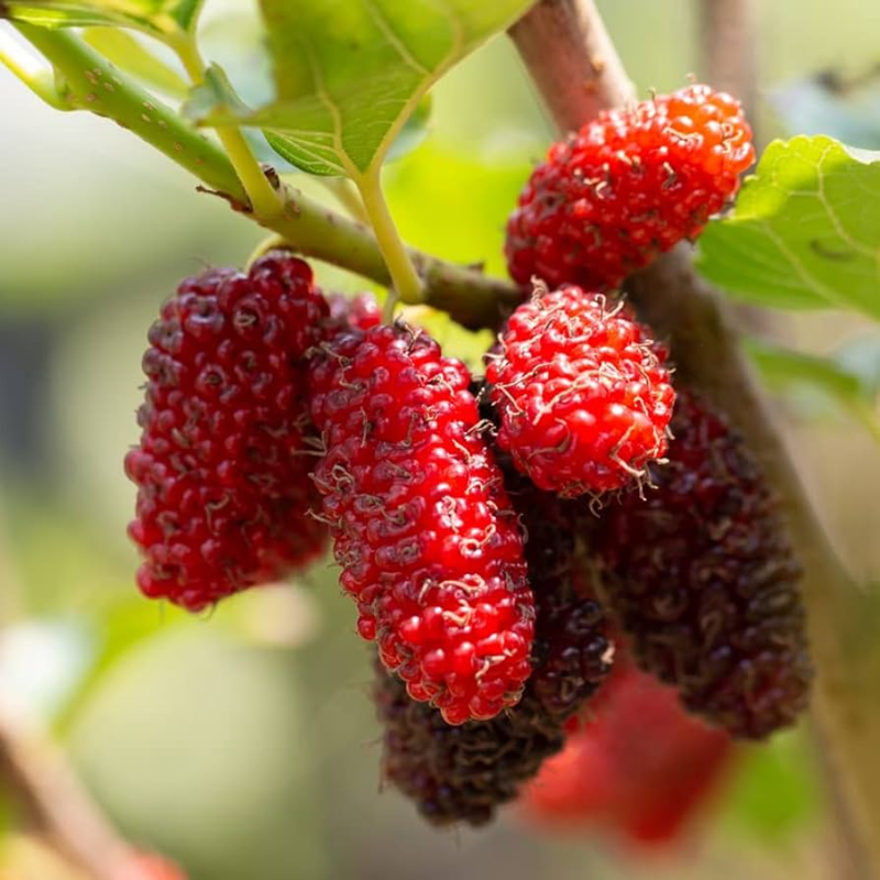 2 Red Mulberry Plants 5-8 Inc Tall