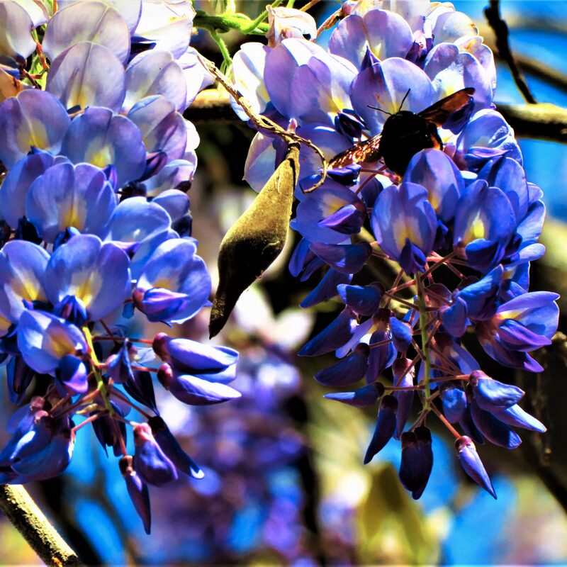 Wisteria Vine 10-15 Inch Tall
