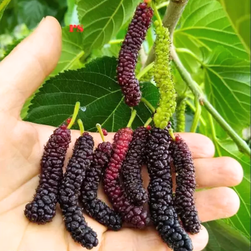 2 Pakistan Mulberry Plants 6-8 Inc Tall