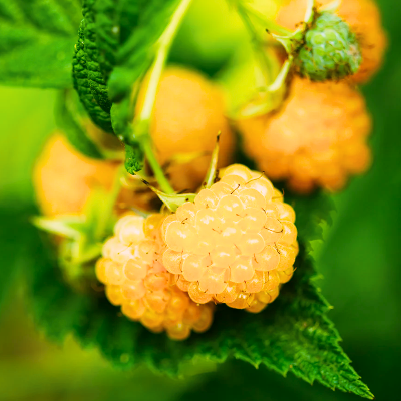 4 Fall Gold Raspberry Trees Live Plant 4-8 Inch Tall