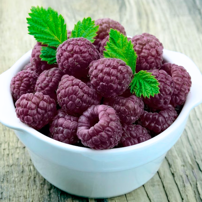 4 Glencoe Raspberry Trees Live Plant 4-8 Inch Tall