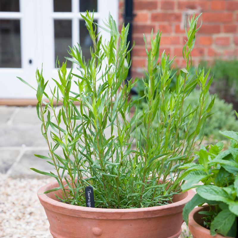 2 Mexican Tarragon Plants 4-8 Inc Height