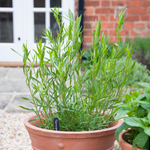2 Mexican Tarragon Plants Mint Herb, Ship Bareroots 4-8 Inch Tall