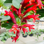 2 Red Lipstick Vine