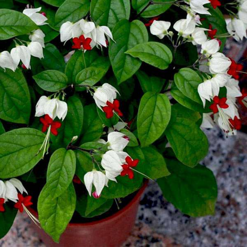 1 Clerodendrum White Bleeding Heart Plant 4-8 Inch Tall
