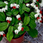 2 Clerodendrum White Bleeding Heart Live Plants 4-8 Inch Tall
