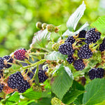 Triple Crown Blackberry Plants