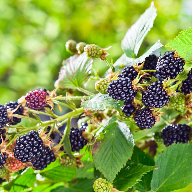Triple Crown Blackberry Plants