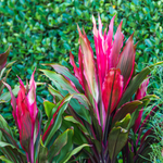 3 Cordyline Red Sister Hawaiian Ti Live Plants 7 To 10 Inch Tall