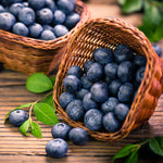 Elliott Blueberry Plant