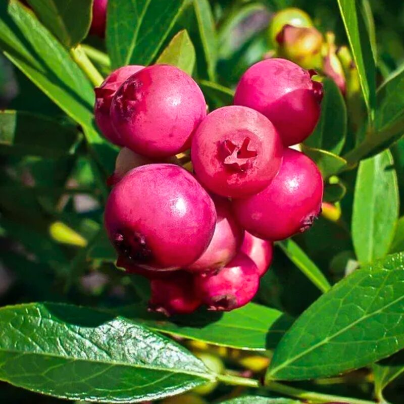 Pink Lemonade Blueberry Plant