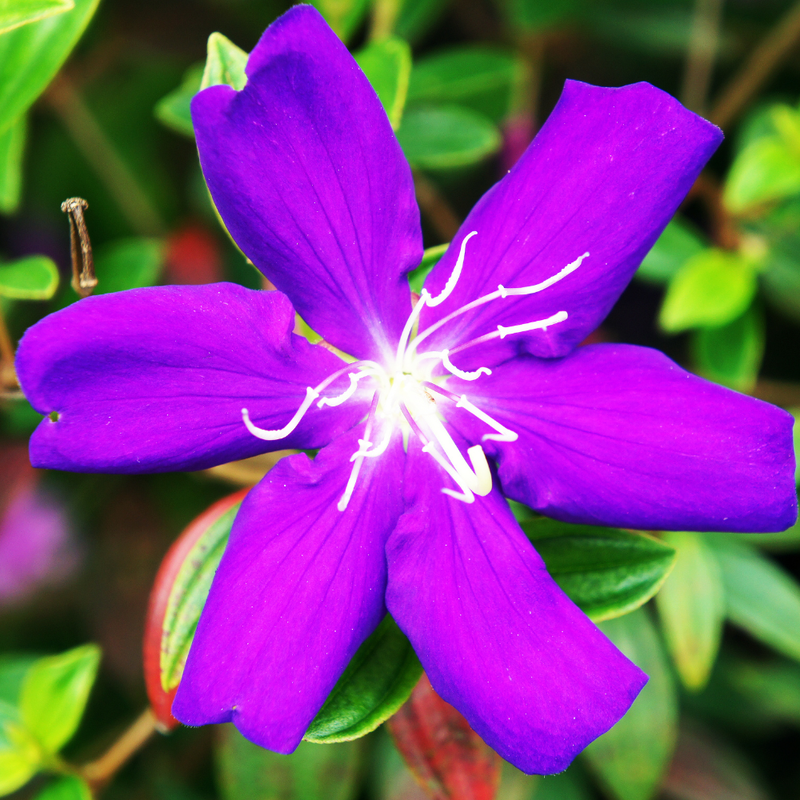 Purple Tibouchina Plant Live 3-5 Inc Tall