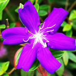 Purple Tibouchina Live Plant 3-5 Inc Tall