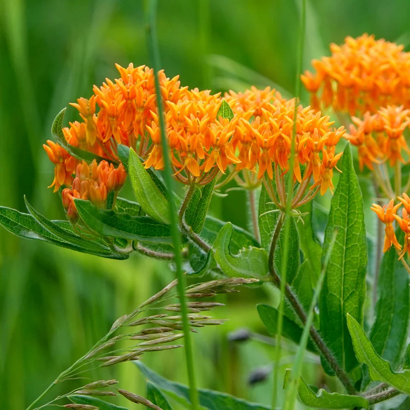 3 Asclepias Tuberosa, Asclepias Tuberosa Root Bulbs, Milkweed Plants Live Roots