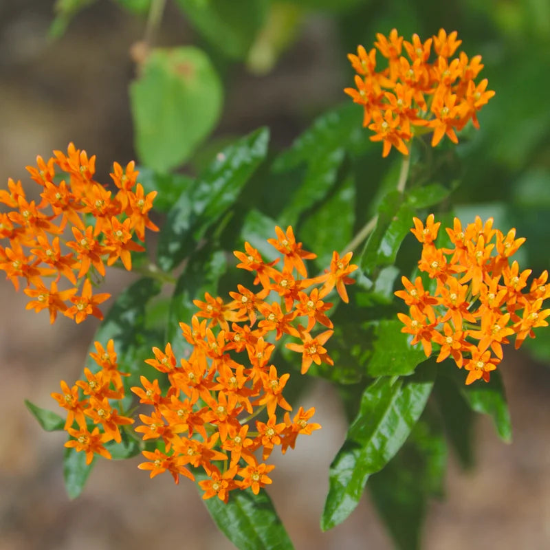 3 Asclepias Tuberosa, Asclepias Tuberosa Root Bulbs, Milkweed Plants Live Roots