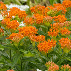 3 Asclepias Tuberosa, Asclepias Tuberosa Root Bulbs, Milkweed Plants Live Roots