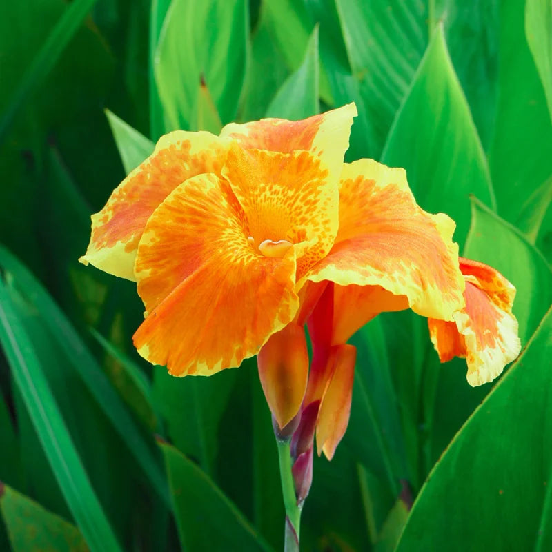 2 Canna Lily Bulbs for Planting, Mixed Canna Lily Flower Plants, Canna Lily Live Plant 4" to 7" Tall