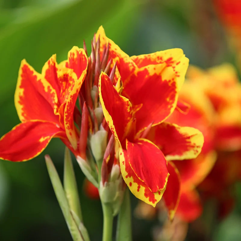 2 Canna Lily Bulbs for Planting, Mixed Canna Lily Flower Plants, Canna Lily Live Plant 4" to 7" Tall