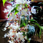 3 Clerodendrum Wallichii Smithianum Plants, 4-8 Inch Height, White Clerodendrum Wallichii Blooms, Ornamental Houseplant