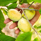 3 Common Pawpaw Trees Live Plants, Paw Paw Plant Indian Banana Trees Asimina Triloba, 6 to 12 Inches In Height In Quart Pot