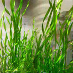 3 Corkscrew Vallisneria Live Plants, Twisted Vertical Leaves Aquarium Plants Live, Fresh Water Aquatic Plants for Pond