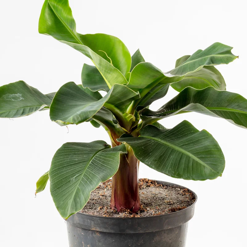 3 Dwarf Banana Plant, Cavendish Plant Banana Tree Hardy, Banana Tree From 4 Inches Height No Pot