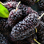 3 Dwarf Mulberry Trees Live Bare Roots – Hardy Everbearing Mulberry Plants for Year-Round Fruit Growing