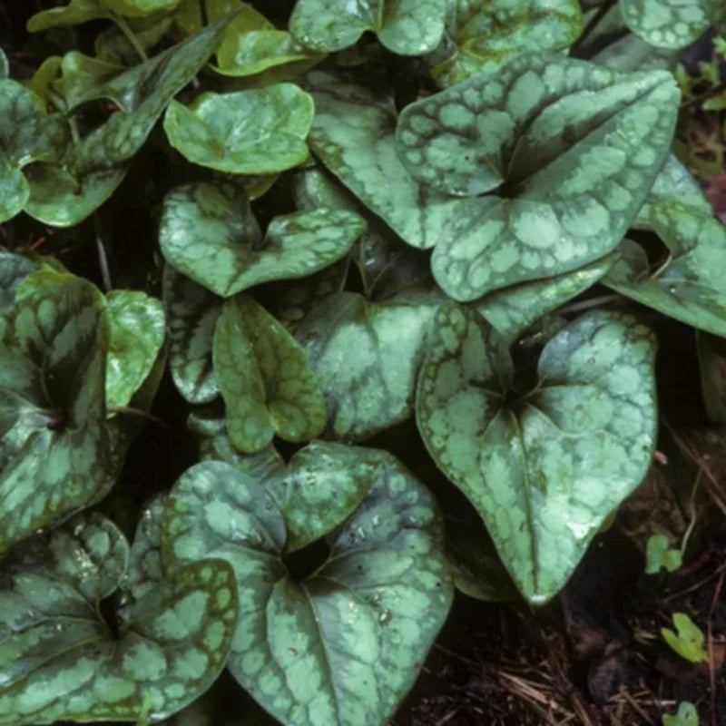 3 Heart Leaf Ginger Plants Live Bare Roots – Wild Ginger Perennials for Shaded Gardens and Landscaping