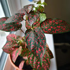 3 Hypoestes Phyllostachya Live Plants, Red Polka Dot Plants No Pot Live Houseplants, Polka Dot Plants, Starter Live House Plants