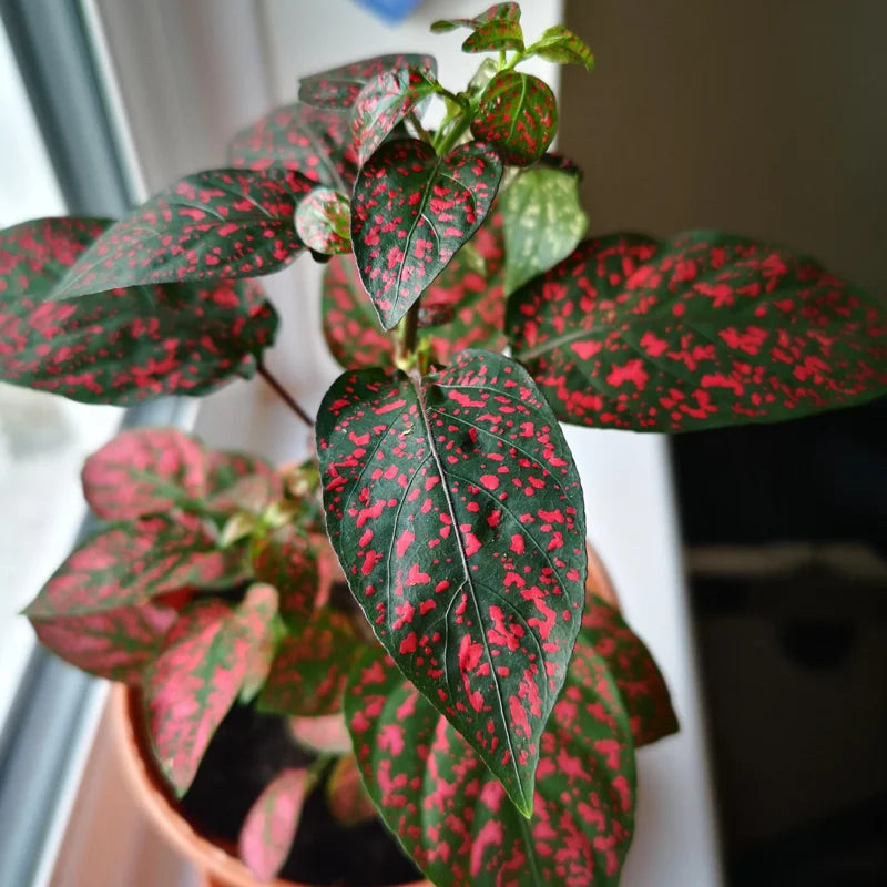 3 Hypoestes Phyllostachya Live Plants, Red Polka Dot Plants No Pot Live Houseplants, Polka Dot Plants, Starter Live House Plants