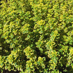3 Lemon Thyme Plants, Golden Green Lemon Thyme Live Plants For Gardening