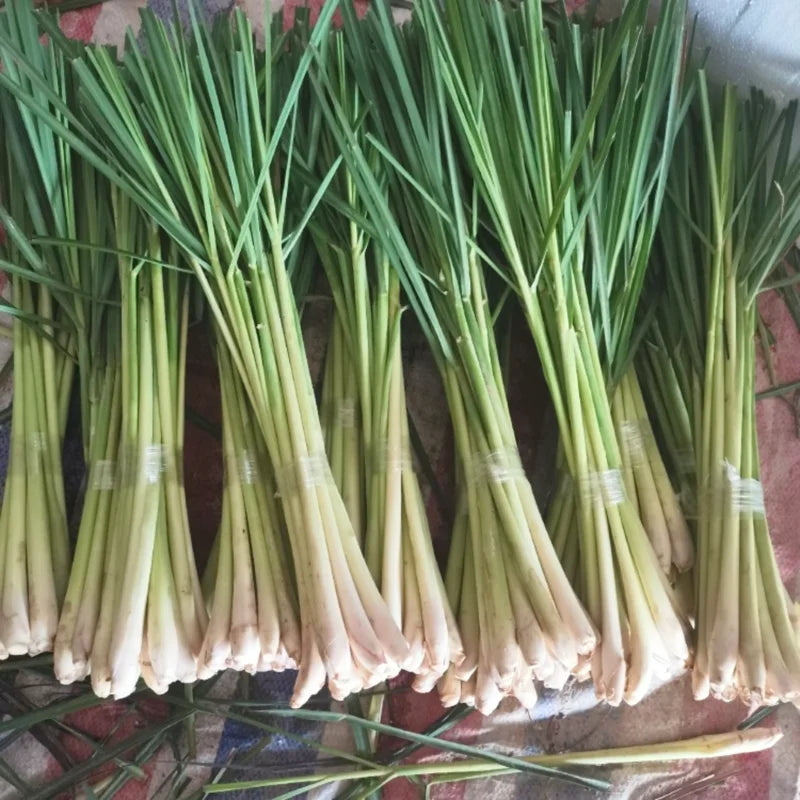 Set of 3 Well Rooted Lemongrass Plants 5-9 Inches for Gardens
