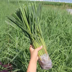 Lemongrass Plants Live - Pack of 3 Well-Rooted Herbs 5-9 Inches