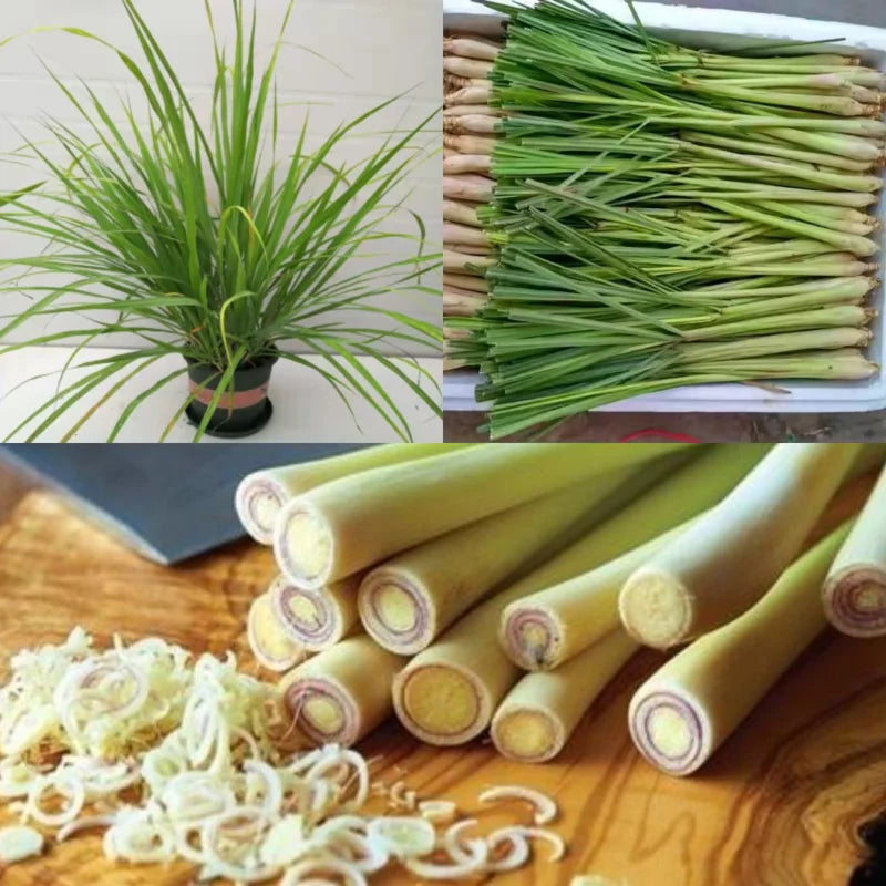 Lemongrass Plants Live - Pack of 3 Well-Rooted Herbs 5-9 Inches