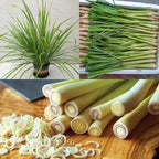Set of 3 Well Rooted Lemongrass Plants 5-9 Inches for Gardens