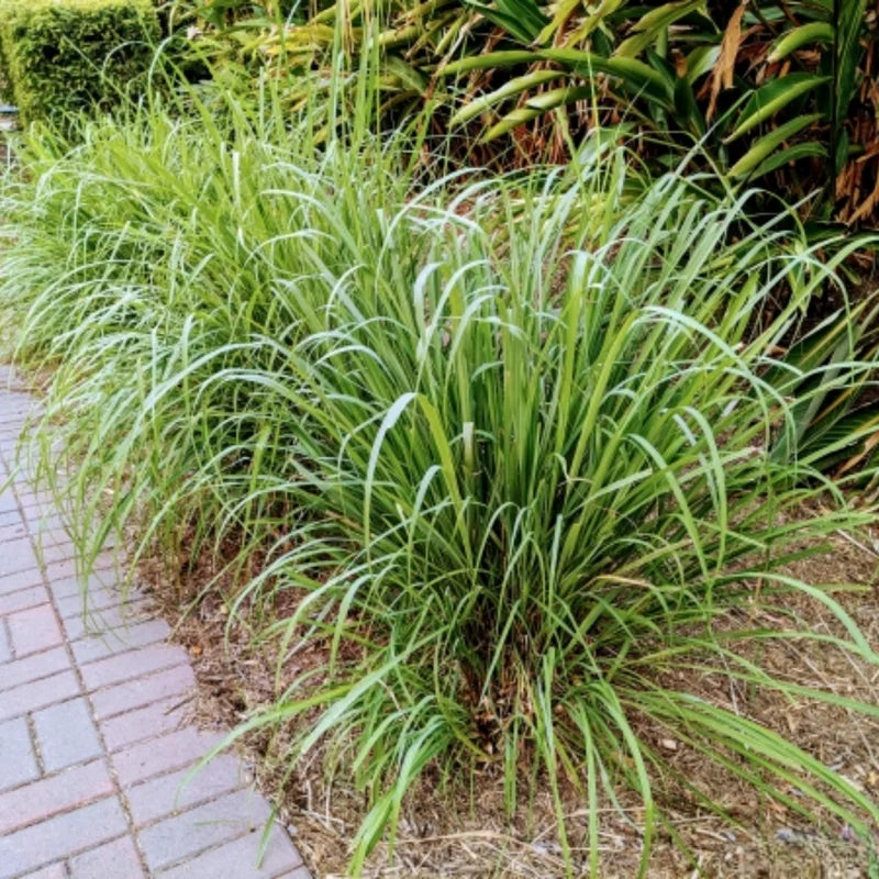 Set of 3 Well Rooted Lemongrass Plants 5-9 Inches for Gardens