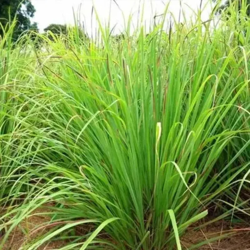 3 Lemongrass Live Plants - 5 to 9 Inches Tall - Perfect for Indoor or Outdoor