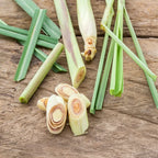 Set of 3 Well Rooted Lemongrass Plants 5-9 Inches for Gardens