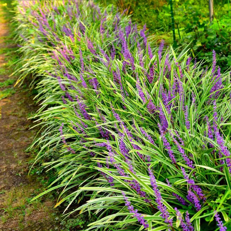3 Liriope Plant Live, Lily Turf Liriope Muscari Live Starter Plants, From 6 Inches Tall, Great For Ground Cover Grass