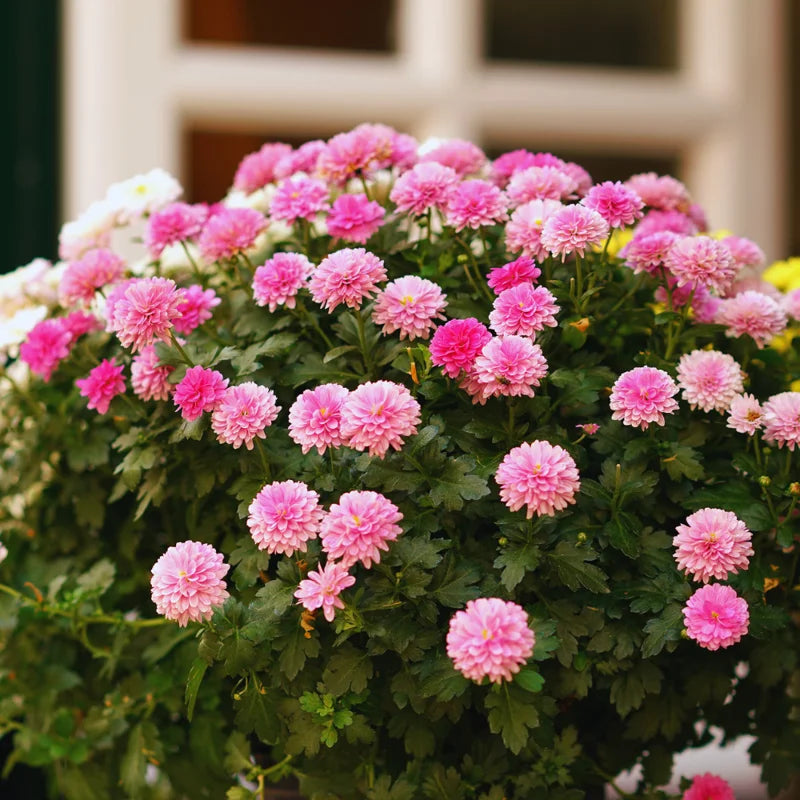 3 Live Pink Chrysanthemum Flower Plants Well Rooted, Chrysanthemum Plants Live Outdoor Indoor