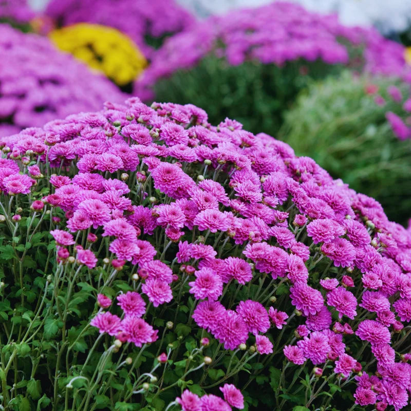 Set 4 Of Live Chrysanthemum Flower Plants, Purple Chrysanthemum Plants Live