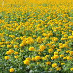 3 Live Yellow Marigold Plants Starter Plants, Marigold Flower Well Rooted, Annual Flower Plant for Planting