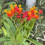 3 Milkweed, Milkweed Plants Live, Butterfly Milkweed Plants Live 4 To 6 Inches Height Rooted, Tropical Milkweed Perennial 3 to 6 Inches Tall