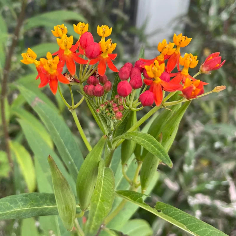 3 Milkweed, Milkweed Plants Live, Butterfly Milkweed Plants Live 4 To 6 Inches Height Rooted, Tropical Milkweed Perennial 3 to 6 Inches Tall
