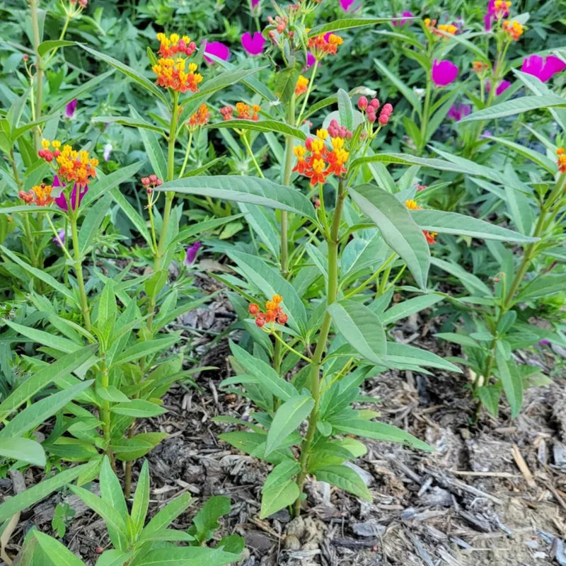 3 Milkweed, Milkweed Plants Live, Butterfly Milkweed Plants Live 4 To 6 Inches Height Rooted, Tropical Milkweed Perennial 3 to 6 Inches Tall