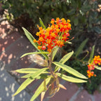 3 Milkweed, Milkweed Plants Live, Butterfly Milkweed Plants Live 4 To 6 Inches Height Rooted, Tropical Milkweed Perennial 3 to 6 Inches Tall